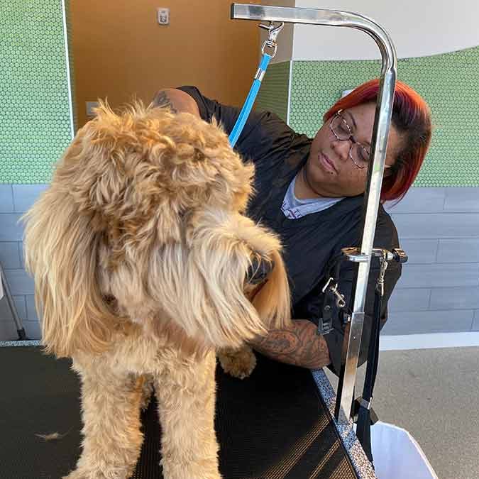 Atlanta GA Dog Boarding, Daycare, Pet Groomimg Lucky & Lady