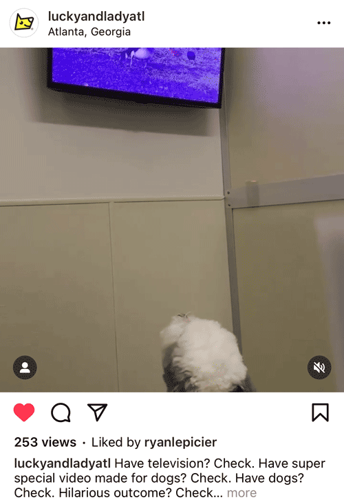 dog watching television in Atlanta