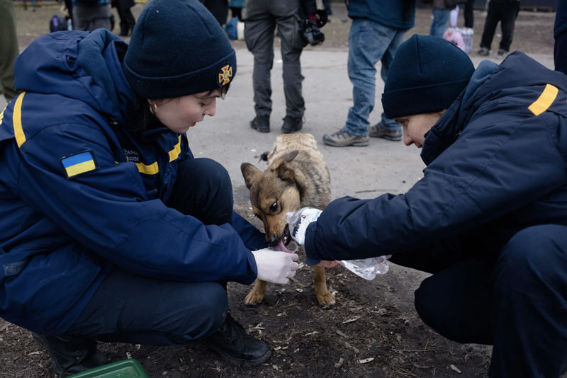 Ukraine Dog Given Water Amid War With Russia